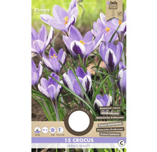 Krokusy 5/7 'Spring Beauty' 15 ks