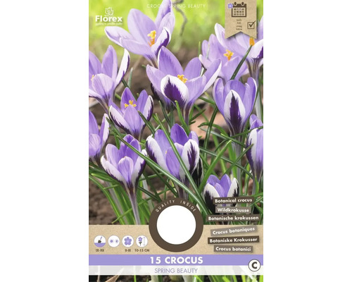 Krokusy 5/7 'Spring Beauty' 15 ks