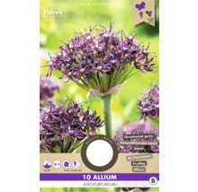 Balení 10 cibulí okrasného česneku Allium atropurpureum