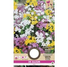 Okrasný česnek 'Allium mix' 4/5 30 ks