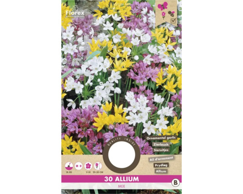 Okrasný česnek 'Allium mix' 4/5 30 ks