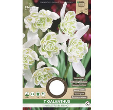 Balení plnokvětých sněženek Galanthus nivalis Flore Pleno