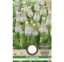 Balení 15 bílých cibulek modřence hroznovitého Muscari botryoides Album
