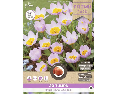 Tulipány Bakeri Lilac Wonder' 30 ks