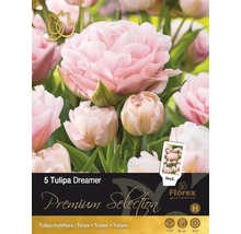 Balení 5 cibulí tulipánu Tulipa Dreamer