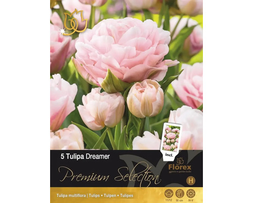 Tulipány 'Dreamer' 5 ks