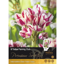 Tulipány 'Flaming Club' 11/12 8 ks
