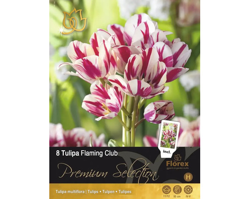 Tulipány 'Flaming Club' 11/12 8 ks