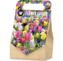 Cibuloviny mix 'Velvet' s tulipánem a modřencem na plochu 1 m²