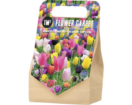 Cibuloviny mix 'Velvet' s tulipánem a modřencem na plochu 1 m²