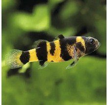 Brachygobius doriae, pruhovaná trpasličí parmička, sladkovodní okrasná ryba