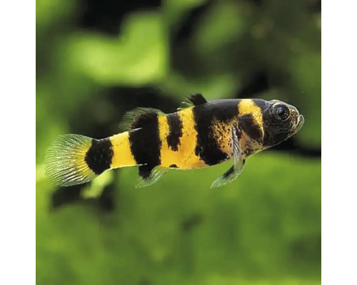 Brachygobius doriae, pruhovaná trpasličí parmička, sladkovodní okrasná ryba