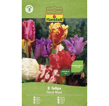 Tulipány FloraSelf 'Mix papouškovitých tulipánů' 8 ks