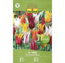 Tulipány liliovité mix 11/12 FloraSelf 10 ks