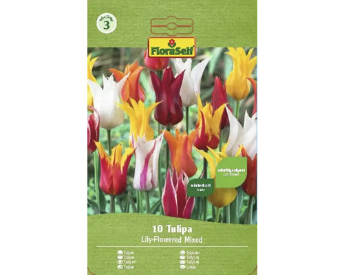 Tulipány liliovité mix 11/12 FloraSelf 10 ks