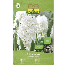Hyacinty FloraSelf 'Orientalis bílé' 15/16 5 ks