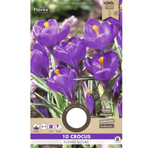 Krokusy ' Flower Record ' 10 ks