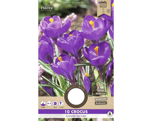 Krokusy ' Flower Record ' 10 ks