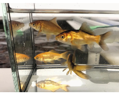 Několik zlatých rybek ve skleněném akváriu