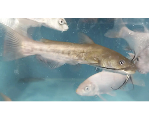 Sumec s kapry v akváriu