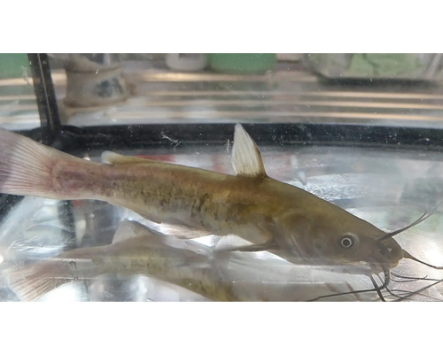 Hnědý trpasličí sumec v akváriu