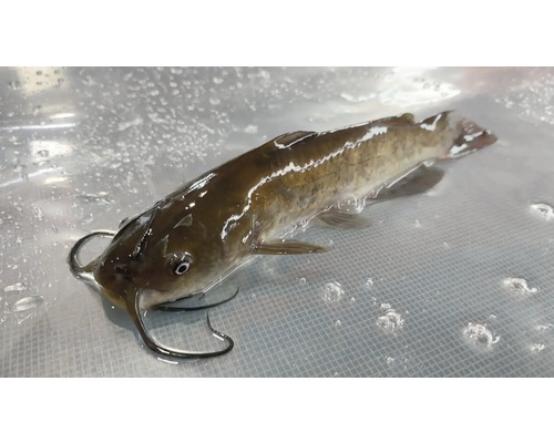 Jeden sumeček trpasličí ve vodě.