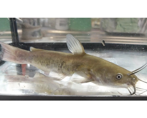 Žlutý sumec v akváriu