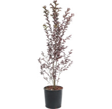 Okrasná višeň v květináči