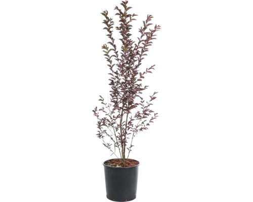 Okrasná višeň v květináči