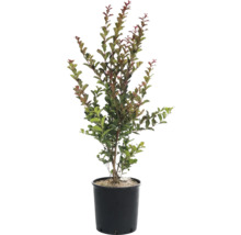 Krepová myrta v květináči pro venkovní použití