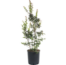 Lagerstroemie v květináči