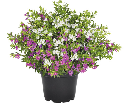 Japonská myrta, hlazenec ohnivý Duo FloraSelf květináč Ø 12 cm růžová a bílá Cuphea hyssopifolia v květináči