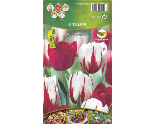 Tulipán Carneval de Rio 8 ks