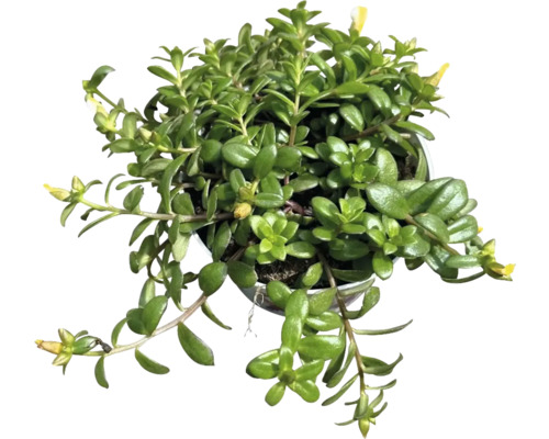 Šrucha velkokvětá tříbarevná FloraSelf Portulaca campino Trio květináč Ø 12 cm Květináč se sukulentem se žlutými květy