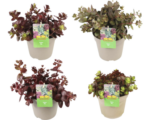 Různé rozchodníky v květináčích