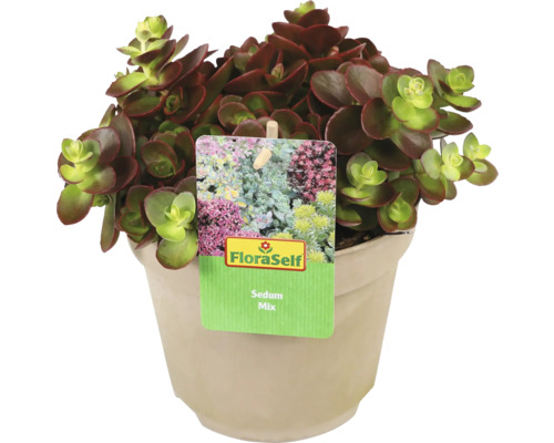 Rostlina Sedum Mix v květináči s etiketou FloraSelf