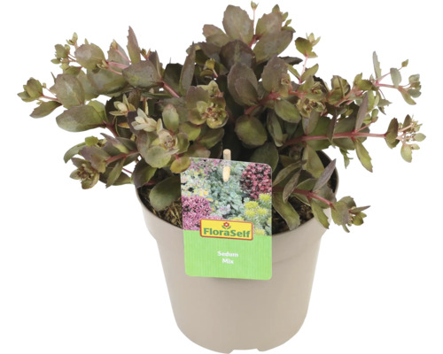 Rozchodník mix v květináči