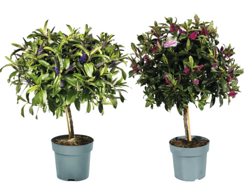 Dva keře Hebe v květináči se zelenými listy a fialovými, respektive růžovými květy