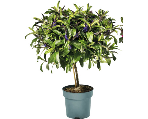 Keřík Hebe v květináči se zelenými listy a fialovými květy