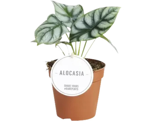 Pokojová rostlina Alocasia v květináči
