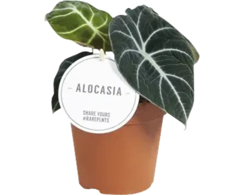 Rostlina Alocasia v květináči