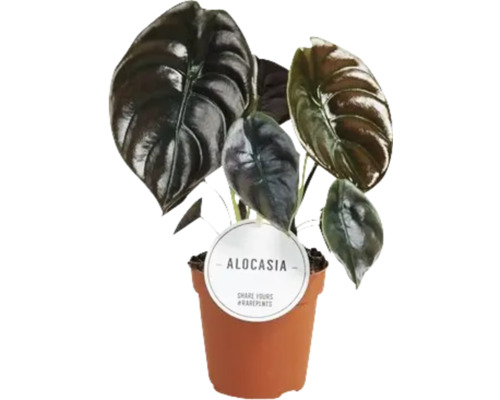 Alocasia pokojová rostlina v květináči