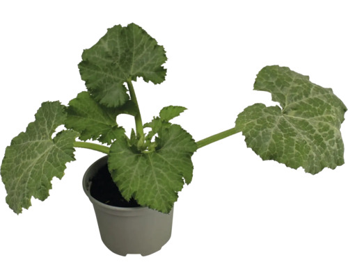 Rostlina cukety v květináči