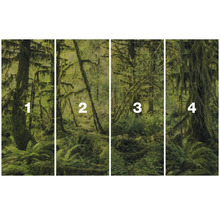 Čtyřdílný foto motiv mechem porostlého lesního porostu