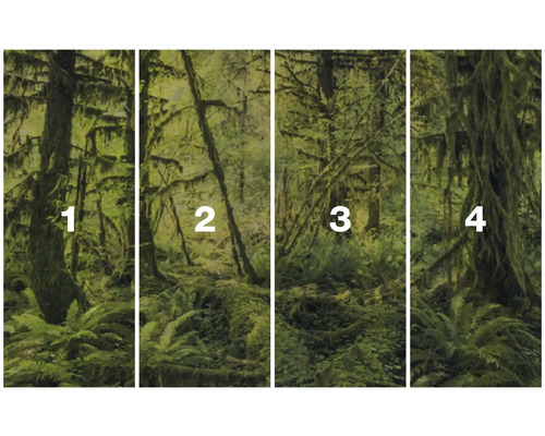 Čtyřdílný foto motiv mechem porostlého lesního porostu