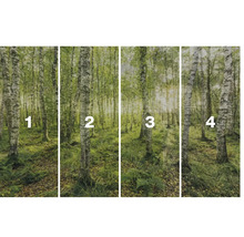 Čtyřdílná fototapeta s motivem březového lesa