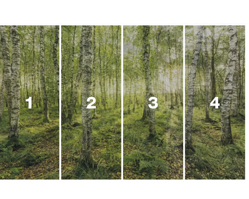 Čtyřdílná fototapeta s motivem březového lesa