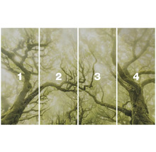 Čtyřdílná fototapeta s motivem lesa v mlze