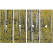 Foto tapeta s motivem březového lesa na podzim