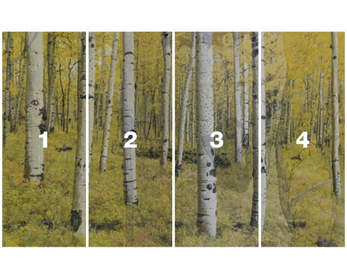 Foto tapeta s motivem březového lesa na podzim